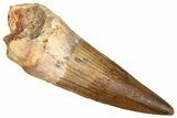 Bargain, Fossil Spinosaurus Tooth - Real Dinosaur Tooth #381009-1